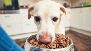 Is dry dog food best?