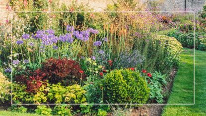 A walled garden flowerbed filled with colourful summer flowers to ask Should outdoor plants be watered every day in hot weather