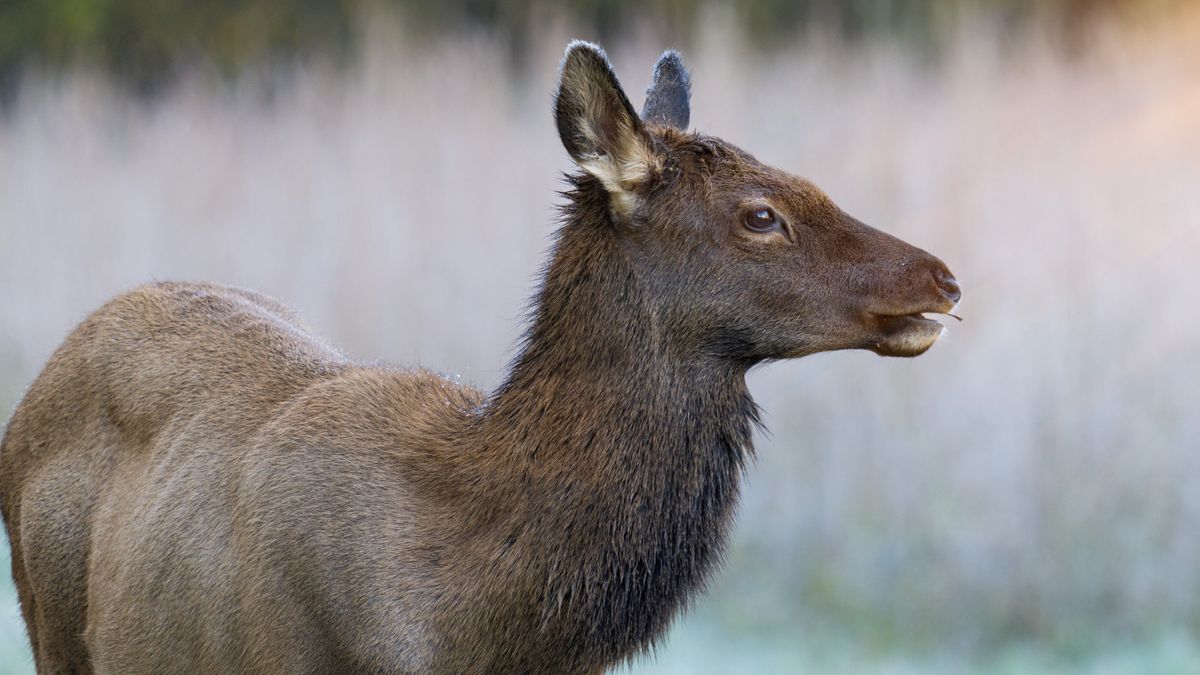 Raging elk flattens phone-wielding hiker at Yellowstone National Park