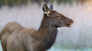 Cow elk at Yellowstone National Park