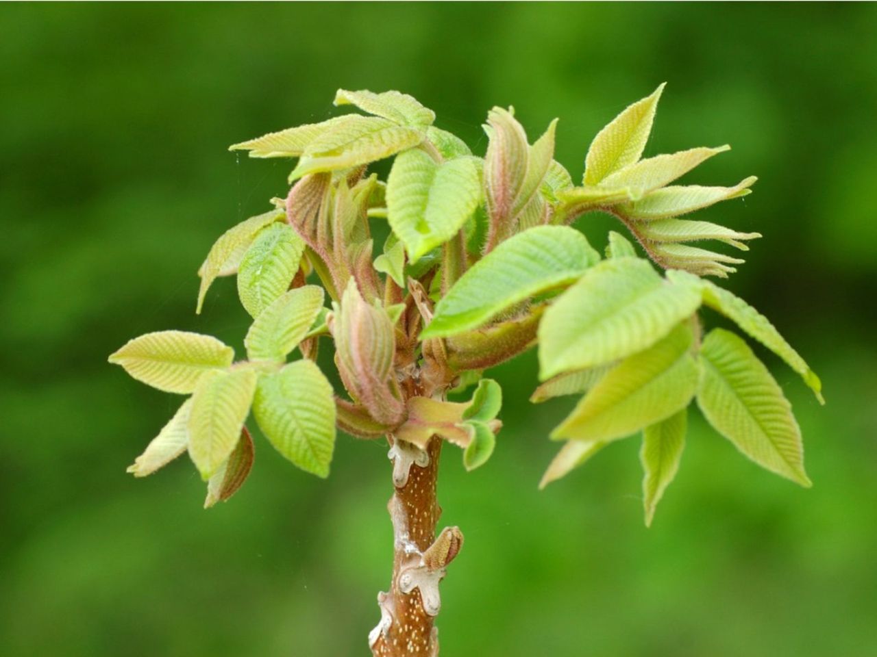 Heartnut Tree