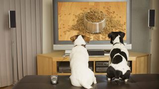 New DogTV channel launched in the UK