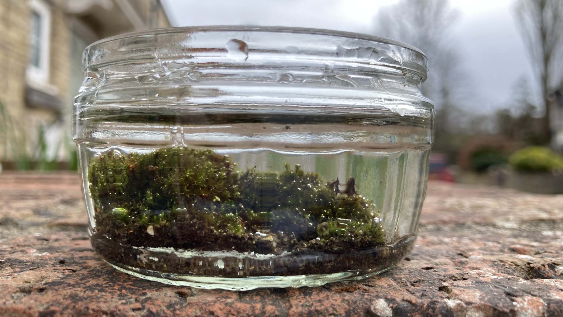 moss in a jar