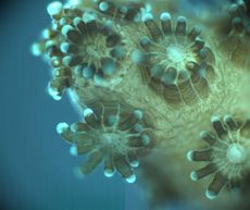 underwater microscope