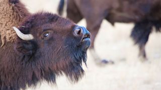 Close-up of bison in field bellowing