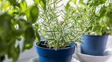 potted herbs on windowsill