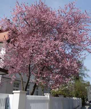 Prunus cerasifera Nigra tree in bloom in spring