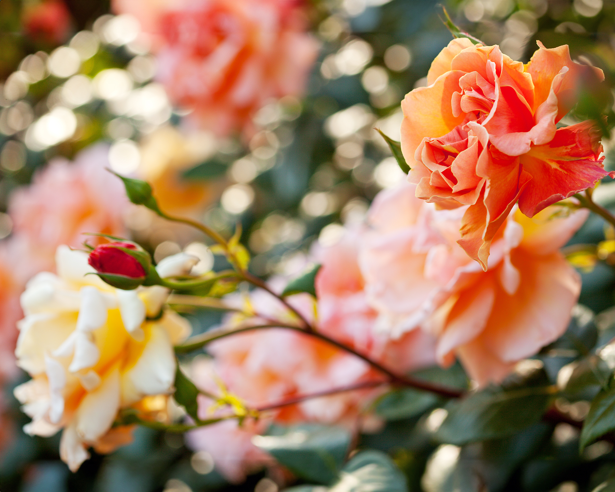 Royal Sunset climbing rose