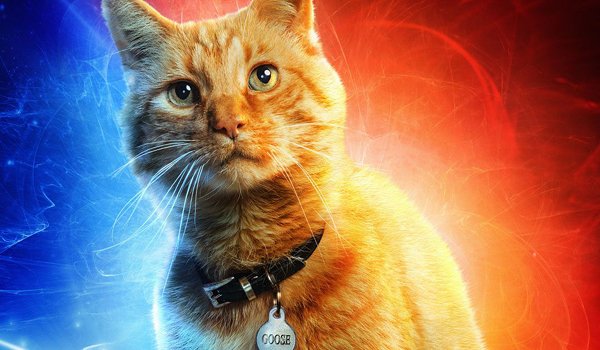 Captain Marvel pet cat Flerken Goose