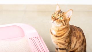 Cat sat by litter box