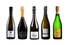 Pinot-Meunier-Champagnes