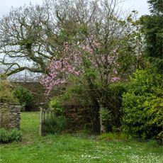 Pink flowering magnolia tree in spring garden