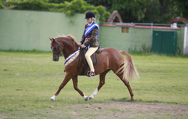 Northlight Coppelia