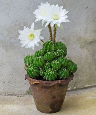 Easter lily cactus Echinopsis with white flowers