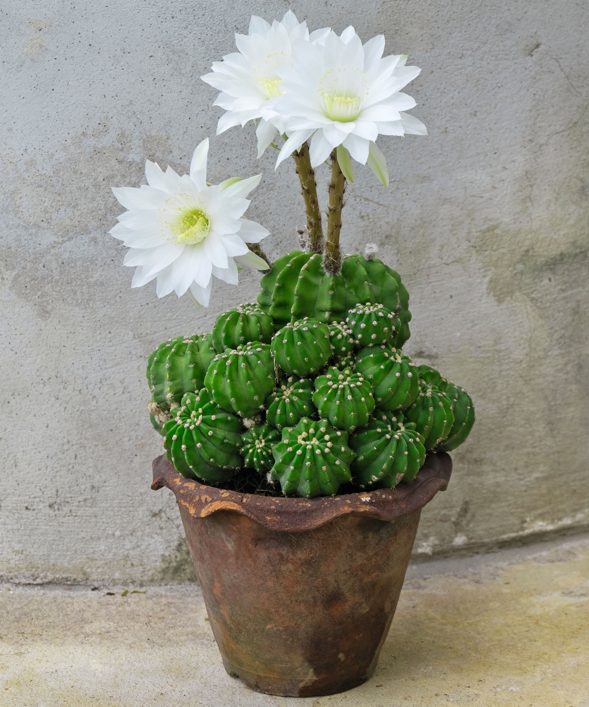 Easter lily cactus Echinopsis with white flowers