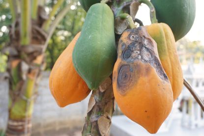 Anthracnose Disease On Papaya Fruit