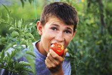 Child Biting A Whole Tomato