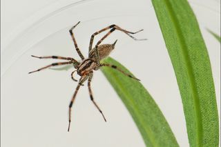spiders, research, Funnel-web grass spider