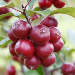 Red 'Harry Baker' crab apples growing on crab apple tree