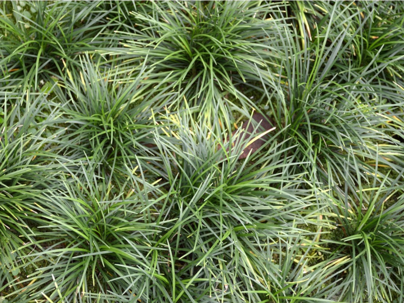 Small Decorative Grasses: Enhance Your Garden with Elegance