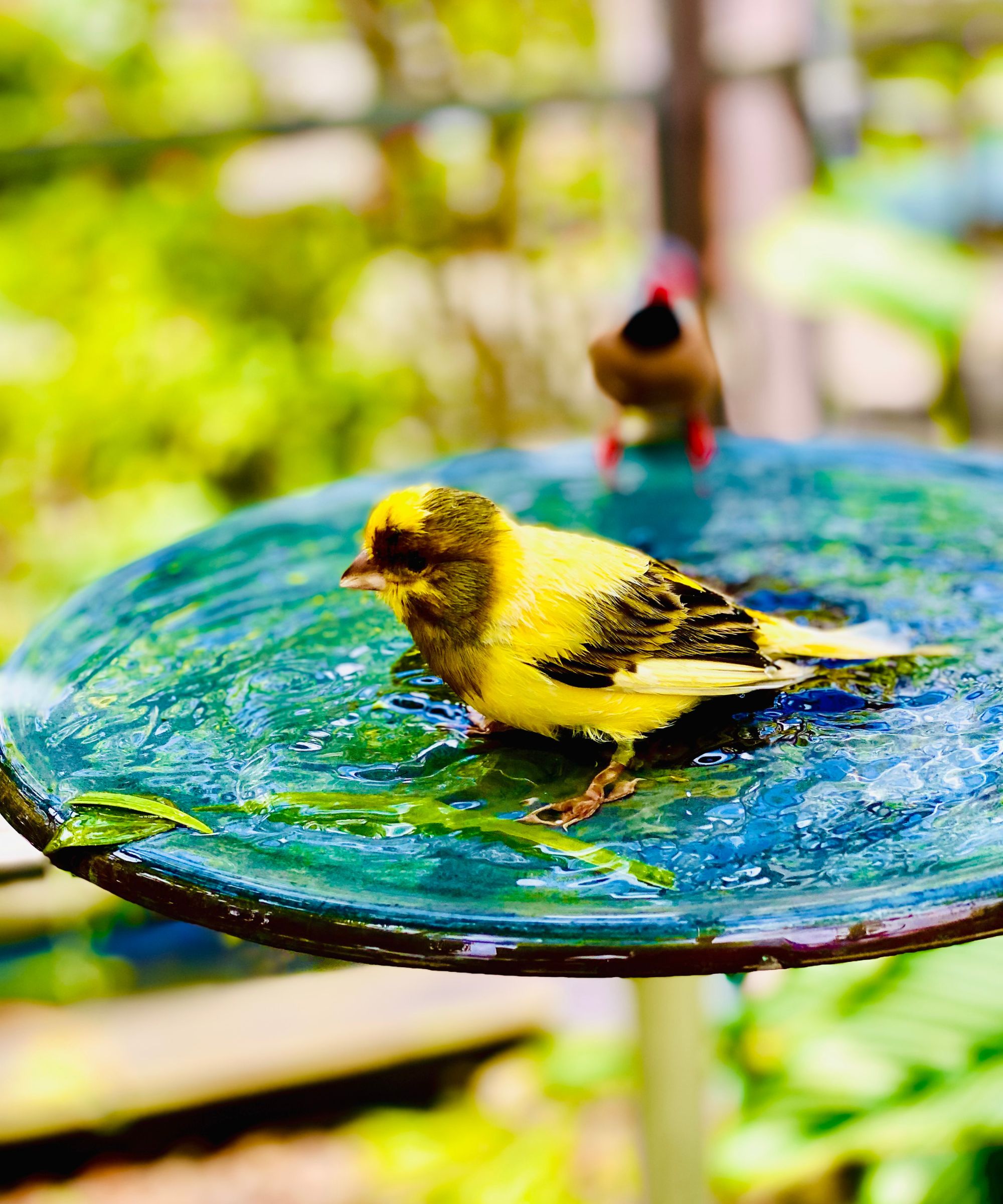 Yellow bird in blue glass bird bath