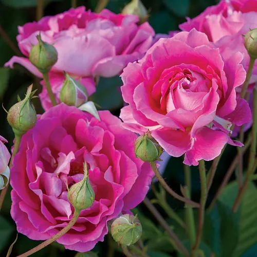 Mauvelous Floribunda Rose