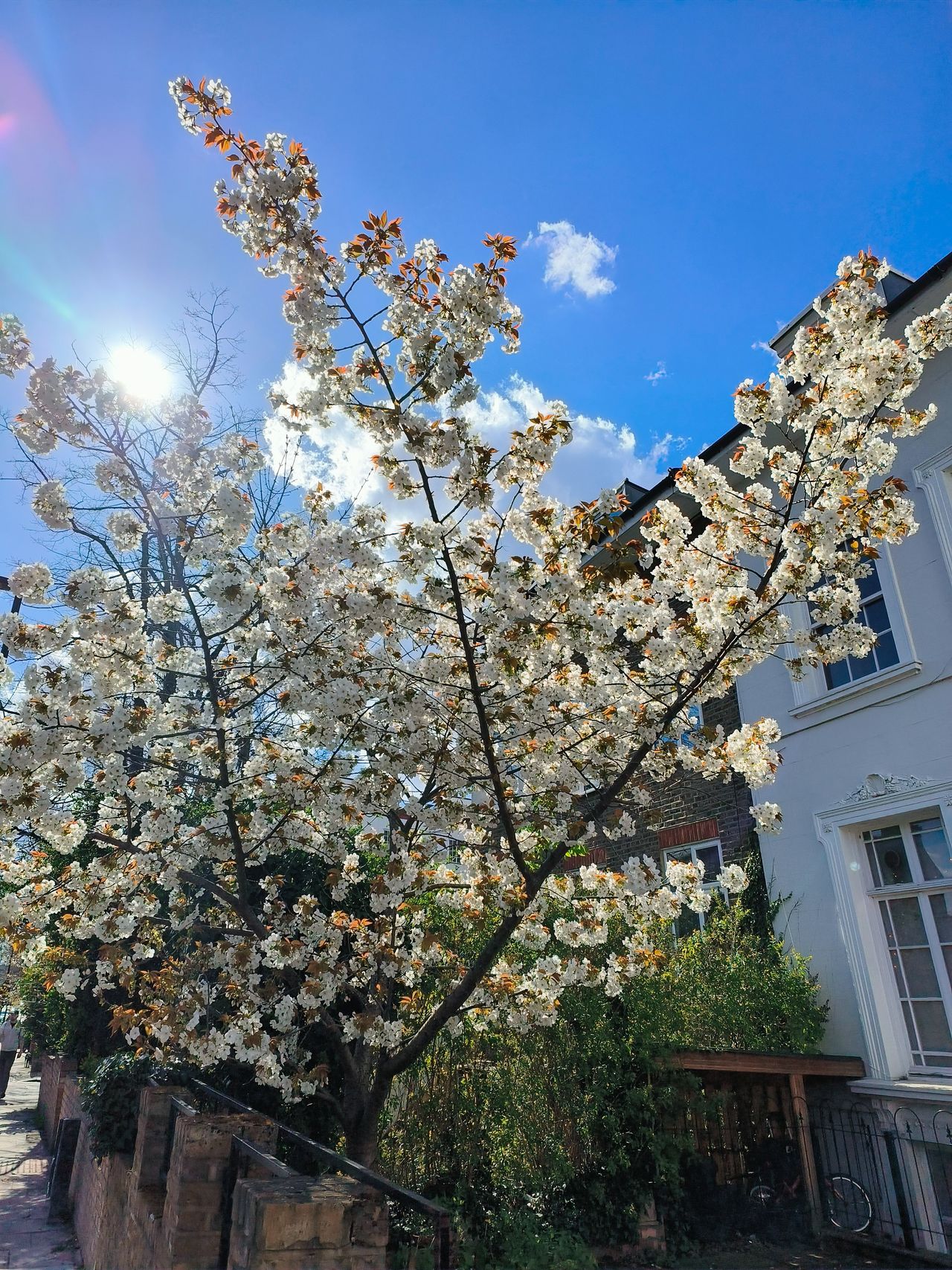blossom tree OPPO Find N2 Flip camera