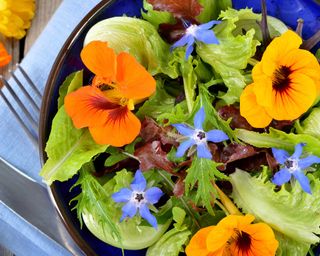 nasturtium and borage flowers in salad
