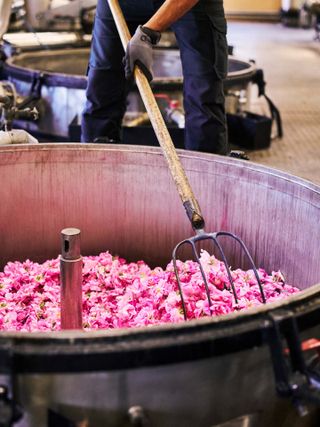 Chanel rose harvest in Grasse