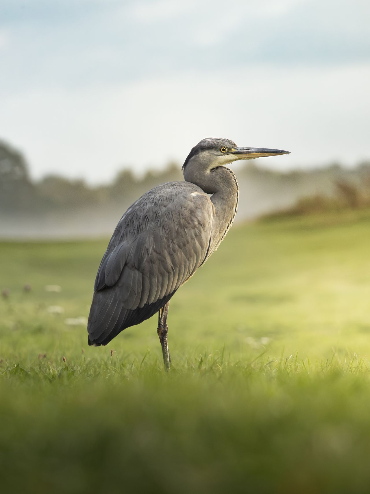 British bird against background of green foliage photographed by Andy Green