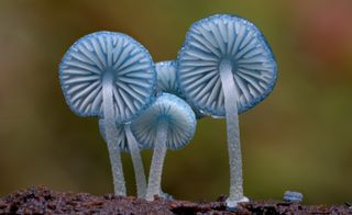 blue fungi, seen from underside: still from Fungi: Web of Life