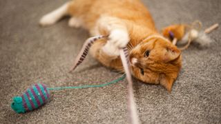 Cat playing with cat toy