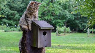 Cat sitting on top of bird nesting box