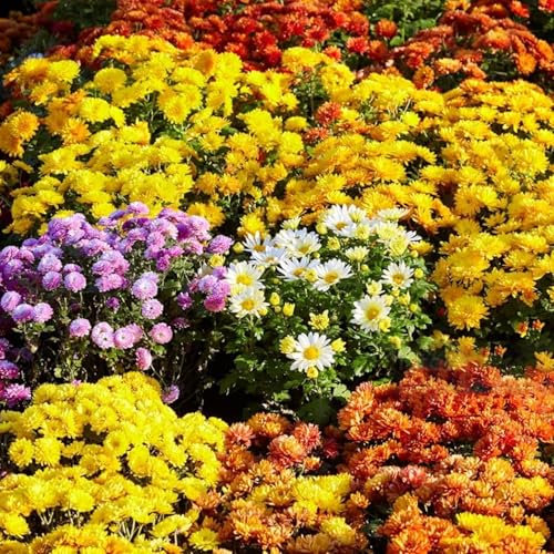 300+ Mixed Color Chrysanthemum Seeds - Rare Ground Cover Plant Landscape Perennial Flower Seeds Garden Flower
