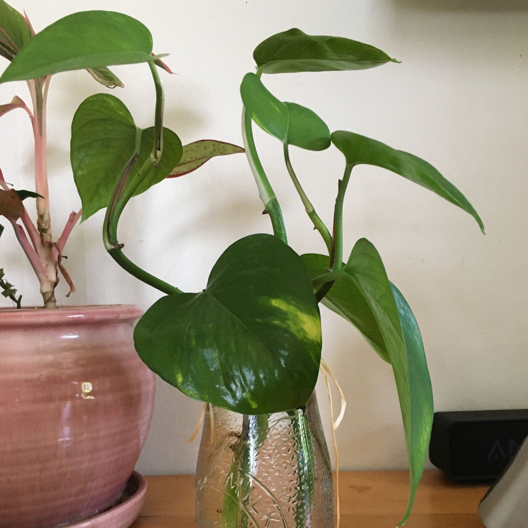 Pothos houseplant growing in hydroponic vase