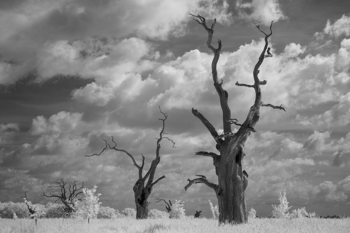 A photo taken on an infrared camera
