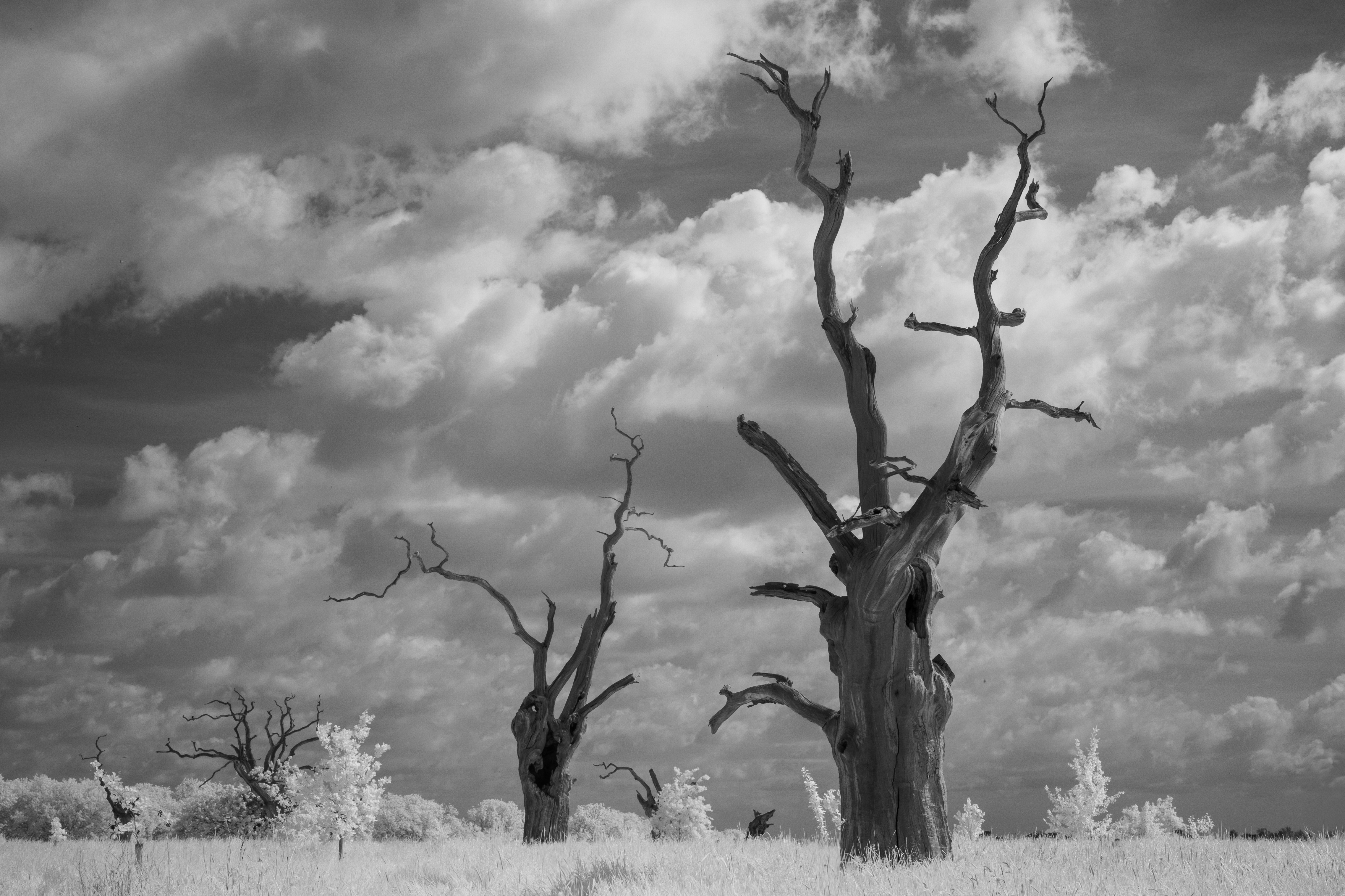 A photo taken on an infrared camera
