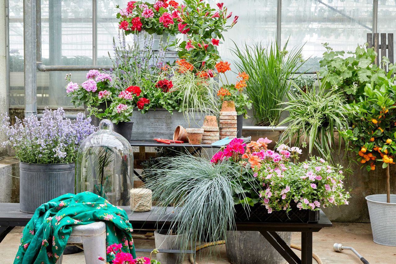 an assortment of colorful flowers in pot