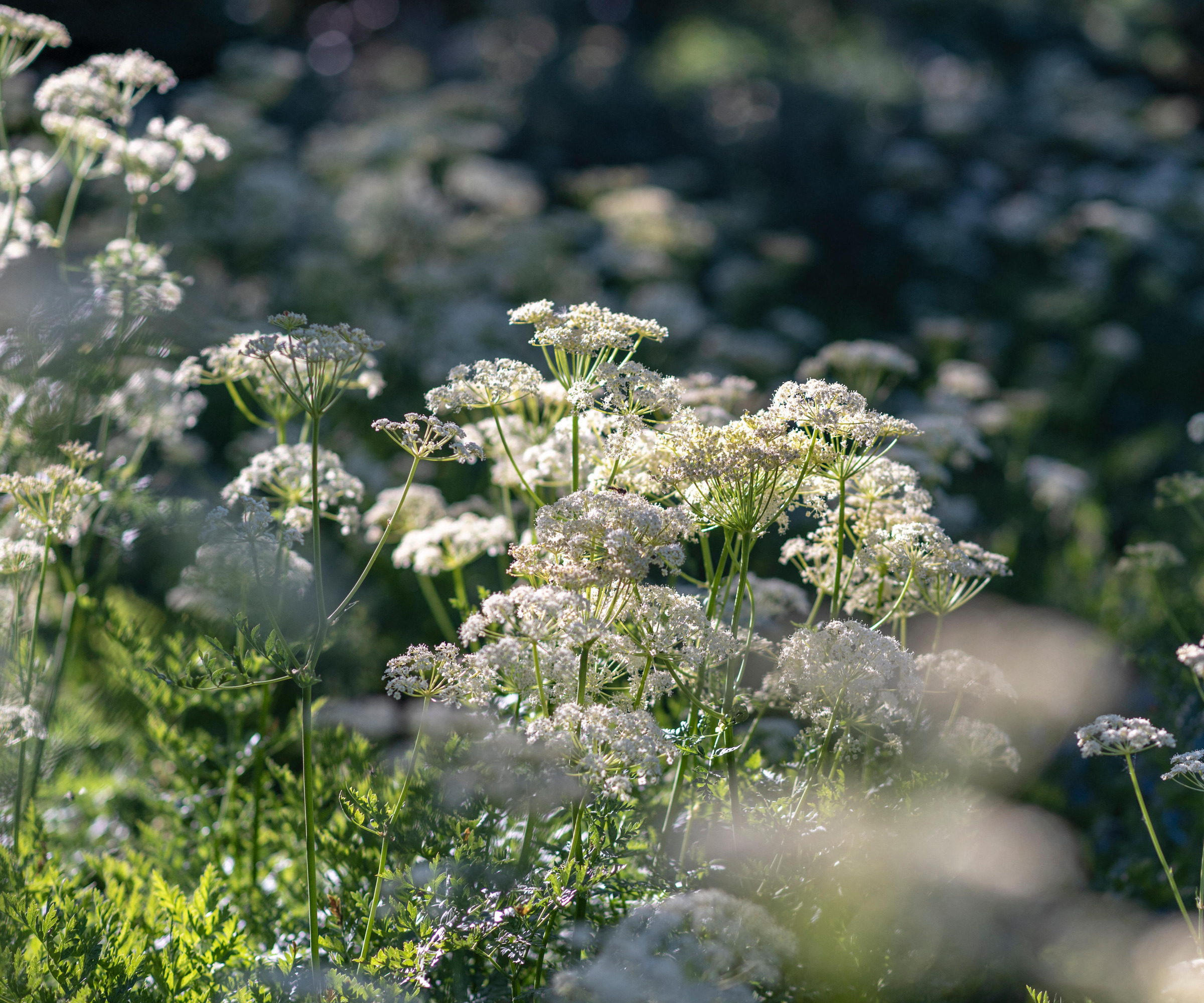close up of white wild flowers in sunlight
