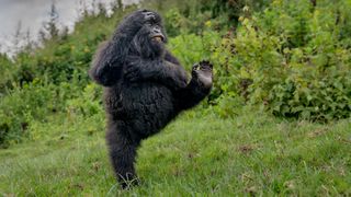 Image of gorilla with foot high in the air on green foliage background