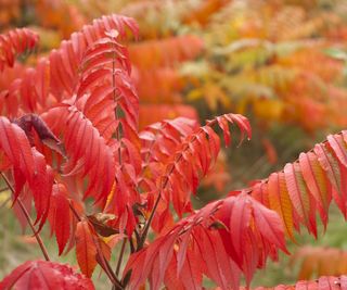 Poison sumac tree with red and orange leaves in the fall months