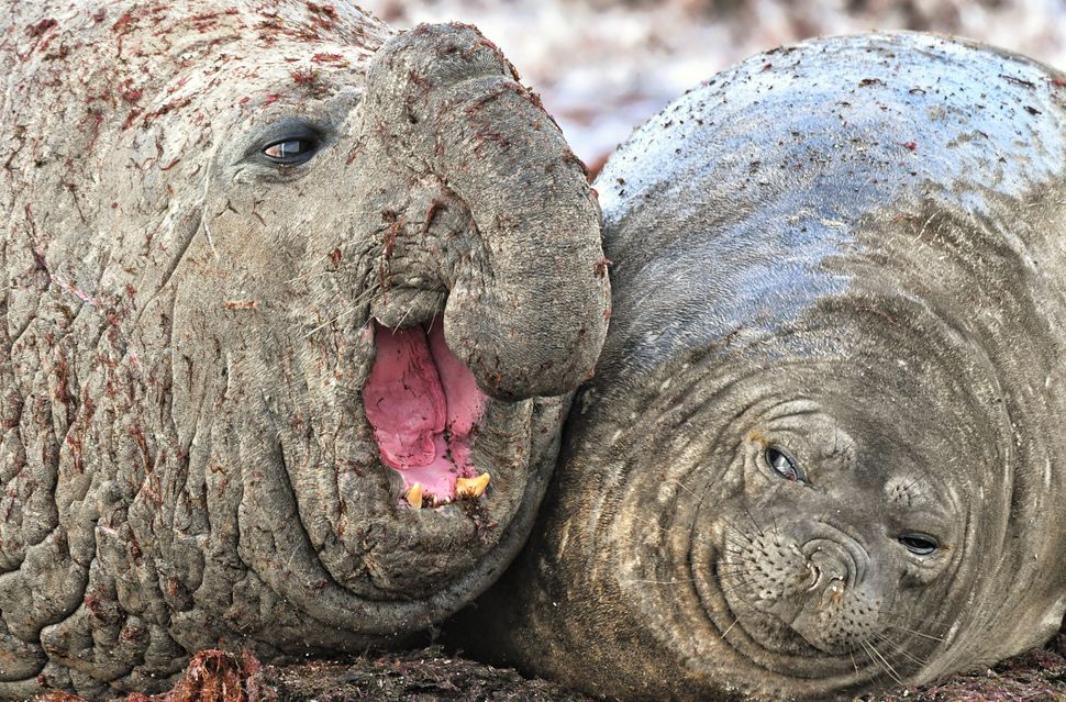 comedy-wildlife-photographer-awards-2020-finalisten