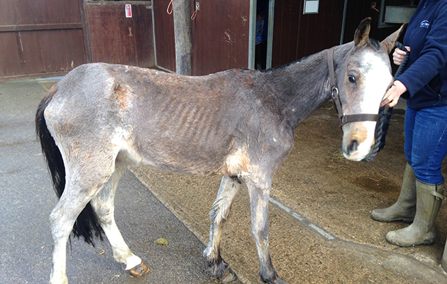 dora rescued