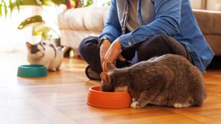 Two cats eating