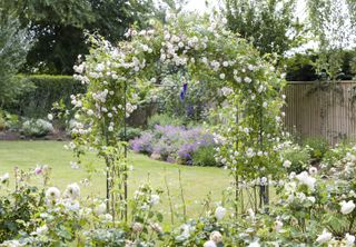 rambling roses in a garden