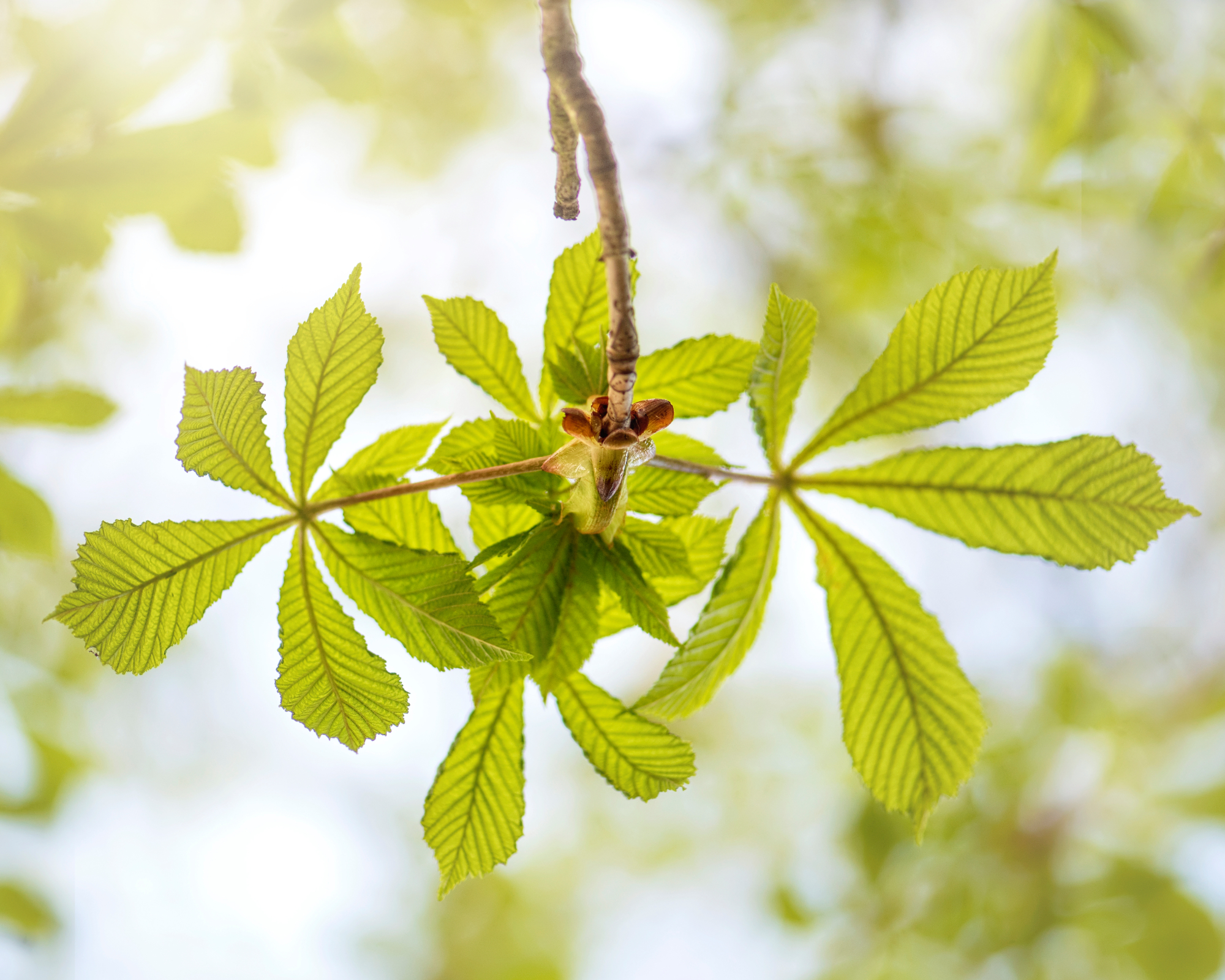 horse chestnut tree branch from below
