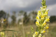 The common toadflax (Linaria vulgaris) looks perfect against a background of late English summer meadow.