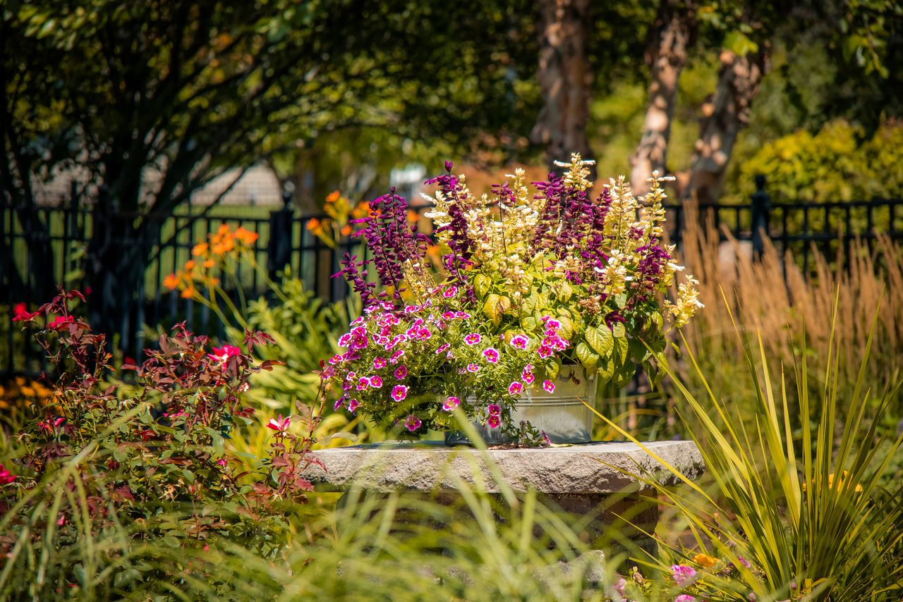 flowers in garden containers