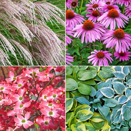 Low-maintenance plant palette featuring Chinese silver grass, purple coneflower, dogwood, and hostas