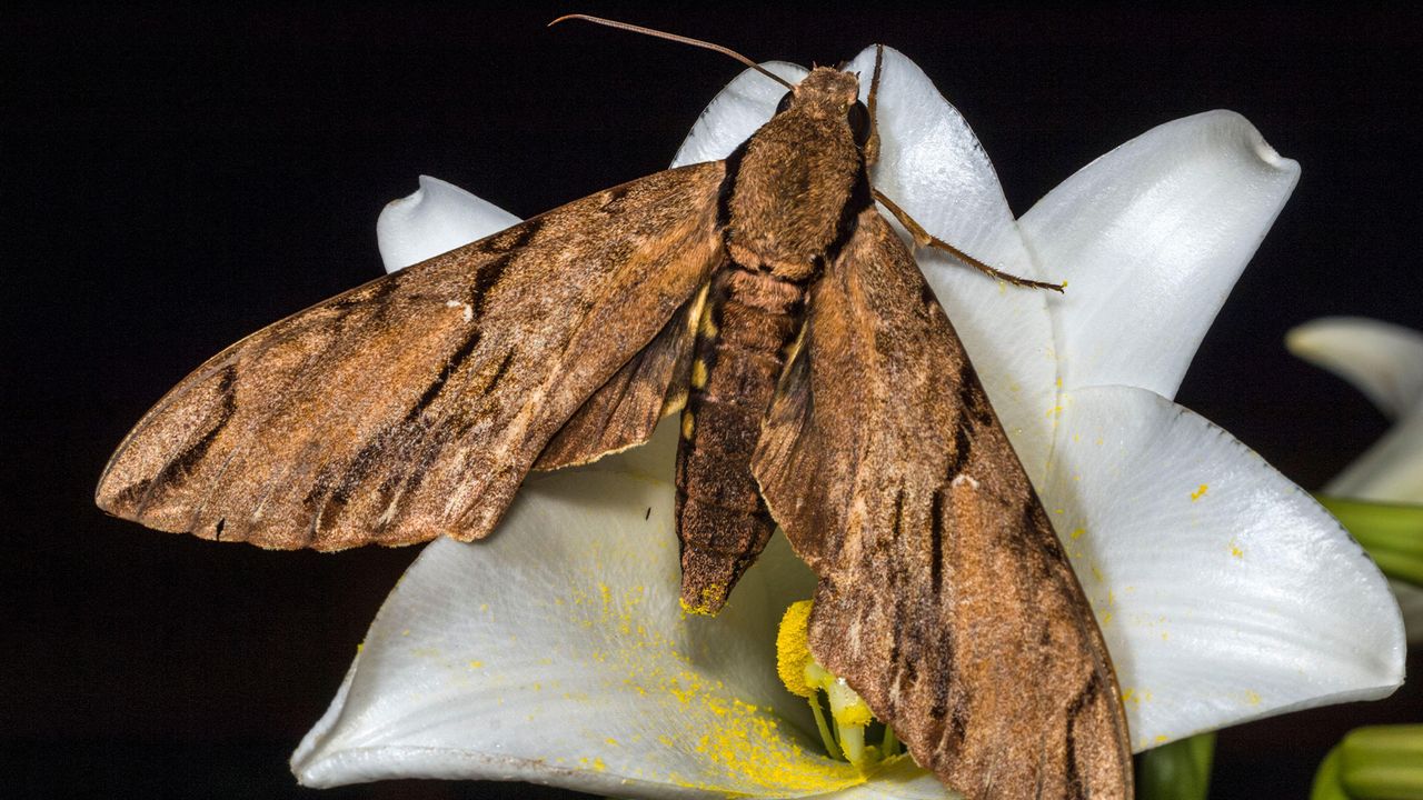 Wallace's sphinx moth: The moth predicted 30 years before it was ...